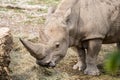 Portrait of a white rhinoceros eating Royalty Free Stock Photo