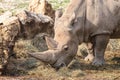 Portrait of a white rhinoceros grazing Royalty Free Stock Photo