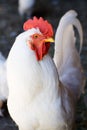 Portrait of white Rooster Royalty Free Stock Photo