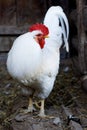 Portrait of white Rooster Royalty Free Stock Photo