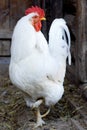 Portrait of white Rooster Royalty Free Stock Photo