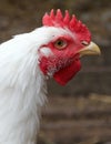 Portrait of white rooster Royalty Free Stock Photo