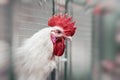 Portrait of the white rooster in a cage close-up. Cock in cages of industrial farm, farm birds, poultry farming and Royalty Free Stock Photo