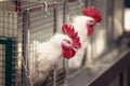 Portrait of the white rooster in a cage close-up. Hens in cages of industrial farm, farm birds, poultry farming and Royalty Free Stock Photo