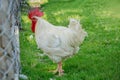 Portrait white rooster chickens Royalty Free Stock Photo