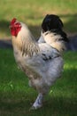 Portrait of white Rooster Royalty Free Stock Photo