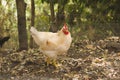 White rooster of the Livornese breed Royalty Free Stock Photo