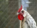 Portrait of a white rooster with a very red comb, a cockscomb, in a chicken coop made of net. Royalty Free Stock Photo