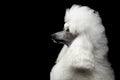 Portrait of White Royal Poodle Dog Isolated on Black Background Royalty Free Stock Photo