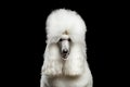 Portrait of White Royal Poodle Dog Isolated on Black Background
