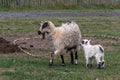 Portrait of a white rustic domestic goat with a kid on the lawn in the yard. Village milk. Wool. A family of goats Royalty Free Stock Photo