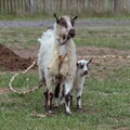 Portrait of a white rustic domestic goat with a kid on the lawn in the yard. Village milk. Wool. A family of goats. Royalty Free Stock Photo