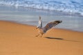 Portrait of the white seagull bird on the beach Royalty Free Stock Photo