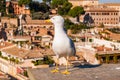Portrait of white Seagull sitting on the roof. The Larus Argentatus or the European herring gull, seagull is a large gull up to 65 Royalty Free Stock Photo