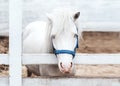 Portrait of white shetland pony with blue eyes standing in horse paddock Royalty Free Stock Photo