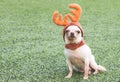 Portrait of white short haier chihuahua dog wearing reindeer horn hat sitting on the green grass Royalty Free Stock Photo