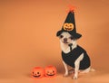 White  short hair  Chihuahua dog wearing Halloween witch hat decorated with pumpkin face and spider, sitting on orange  background Royalty Free Stock Photo