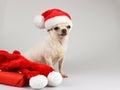 White short hair Chihuahua dog wearing Santa christmas hat  sitting beside red gift box and red scarf  on white background. Royalty Free Stock Photo