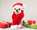 White short hair Chihuahua dog wearing Santa Claus hat and red scarf sitting and smiling at camera with red and green gift boxes Royalty Free Stock Photo