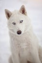 Portrait of a white Siberian husky dog in a snowy forest.