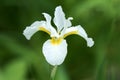 Portrait of white Siberian Iris flower Royalty Free Stock Photo