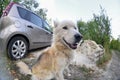 Portrait of the White Siberian Samoyed husky dog with heterochromia a phenomenon when the eyes have different colors in the day Royalty Free Stock Photo