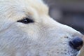 Portrait of the White Siberian Samoyed husky dog with heterochromia a phenomenon when the eyes have different colors in the day Royalty Free Stock Photo