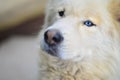 Portrait of the White Siberian Samoyed husky dog with heterochromia a phenomenon when the eyes have different colors in the day