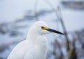 portrait of white snow egret on nature background Royalty Free Stock Photo