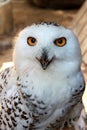 Portrait of white snow polar owl with yellow eyes, vertical view. Royalty Free Stock Photo