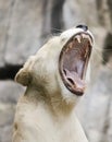 A Portrait of a White Southern African Lion Female Roaring Royalty Free Stock Photo