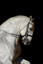 Portrait of the white sport horse Royalty Free Stock Photo