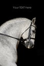 Portrait of the white sport horse Royalty Free Stock Photo