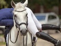 A portrait of white sports horse with a bridle and a rider hopping with his foot in a boot with a spur in a stirrup Royalty Free Stock Photo