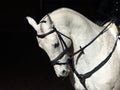 Portrait of white sports horse