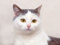 Portrait of a white spotted cat with an attentive look