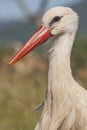 Portrait of white stork Ciconia ciconia in its natural habitat on a blurred background, Royalty Free Stock Photo