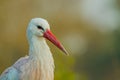 White stork Royalty Free Stock Photo