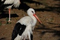 Portrait of white stork is a large wading bird in the stork family Ciconiidae Royalty Free Stock Photo