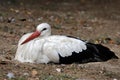 Portrait of white stork is a large wading bird in the stork family Ciconiidae Royalty Free Stock Photo