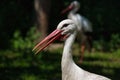 Portrait of white stork is a large wading bird in the stork family Ciconiidae Royalty Free Stock Photo