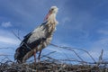 Portrait of a white stork on the nest Royalty Free Stock Photo