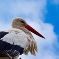 Portrait of White stork, scientific name Ciconia ciconia, with a red beak, in front of blue sky with white clouds