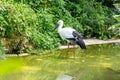 Portrait of a white stork standing in a lake Royalty Free Stock Photo