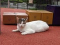 Portrait of a white stray cat crouching