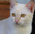 Portrait of white strayed cat.