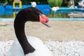 Portrait of white swan with black neck Royalty Free Stock Photo