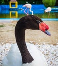 Portrait of white swan with black neck Royalty Free Stock Photo