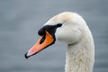 Portrait of a white swan, just the head