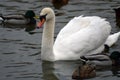 Portrait of a white swan on water Royalty Free Stock Photo